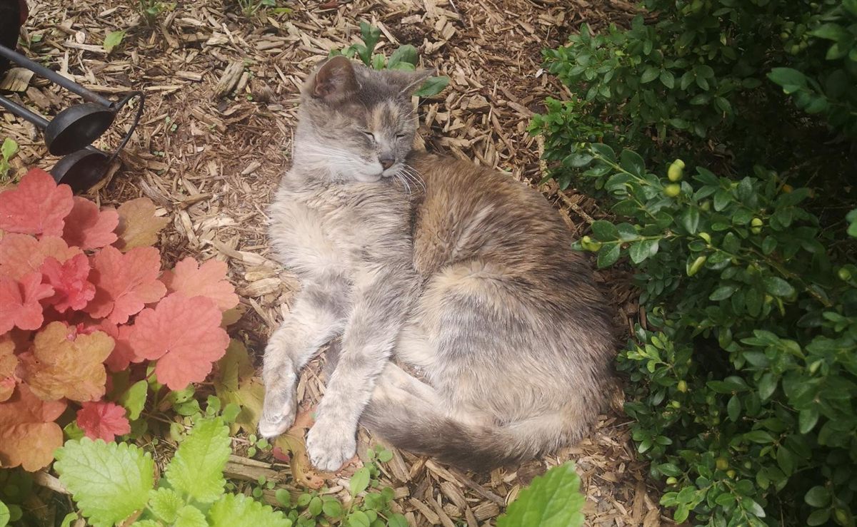Bones, a grey cat, napping in the sun in a garden