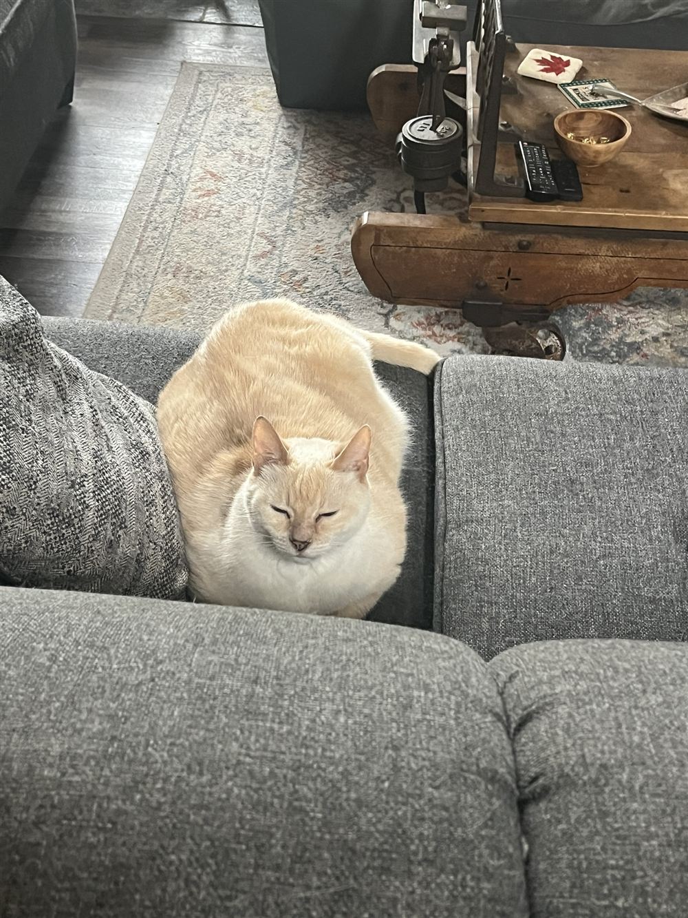 Storm, a cream cat with his eyes closed, curled up on a couch